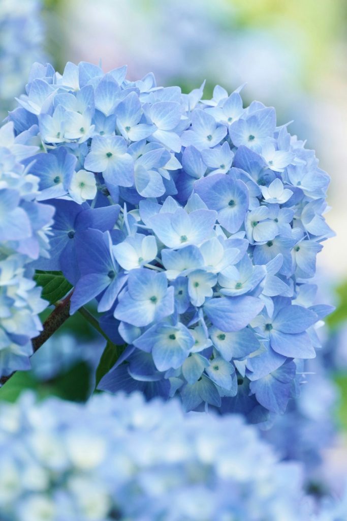 A bunch of blue flowers that are in a vase